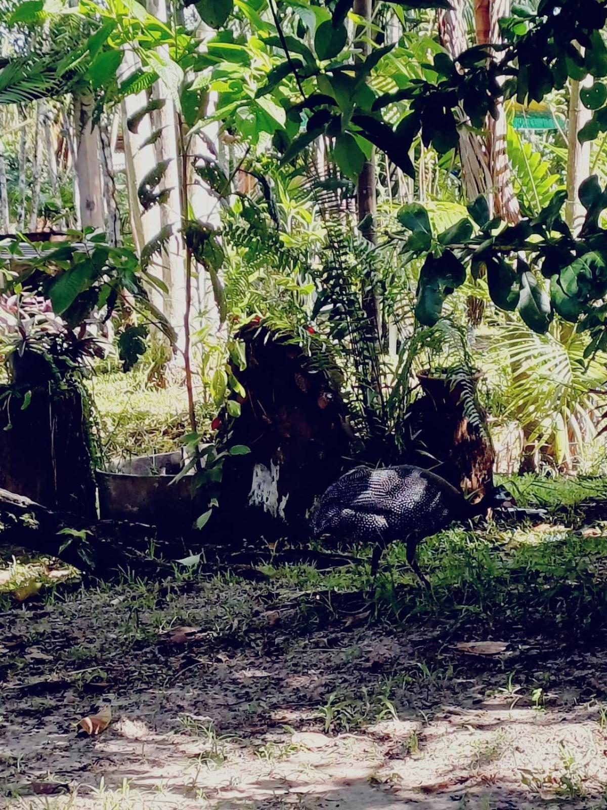 Отель Eco Sitio O Labirinto Do Fauno Москейру Экстерьер фото